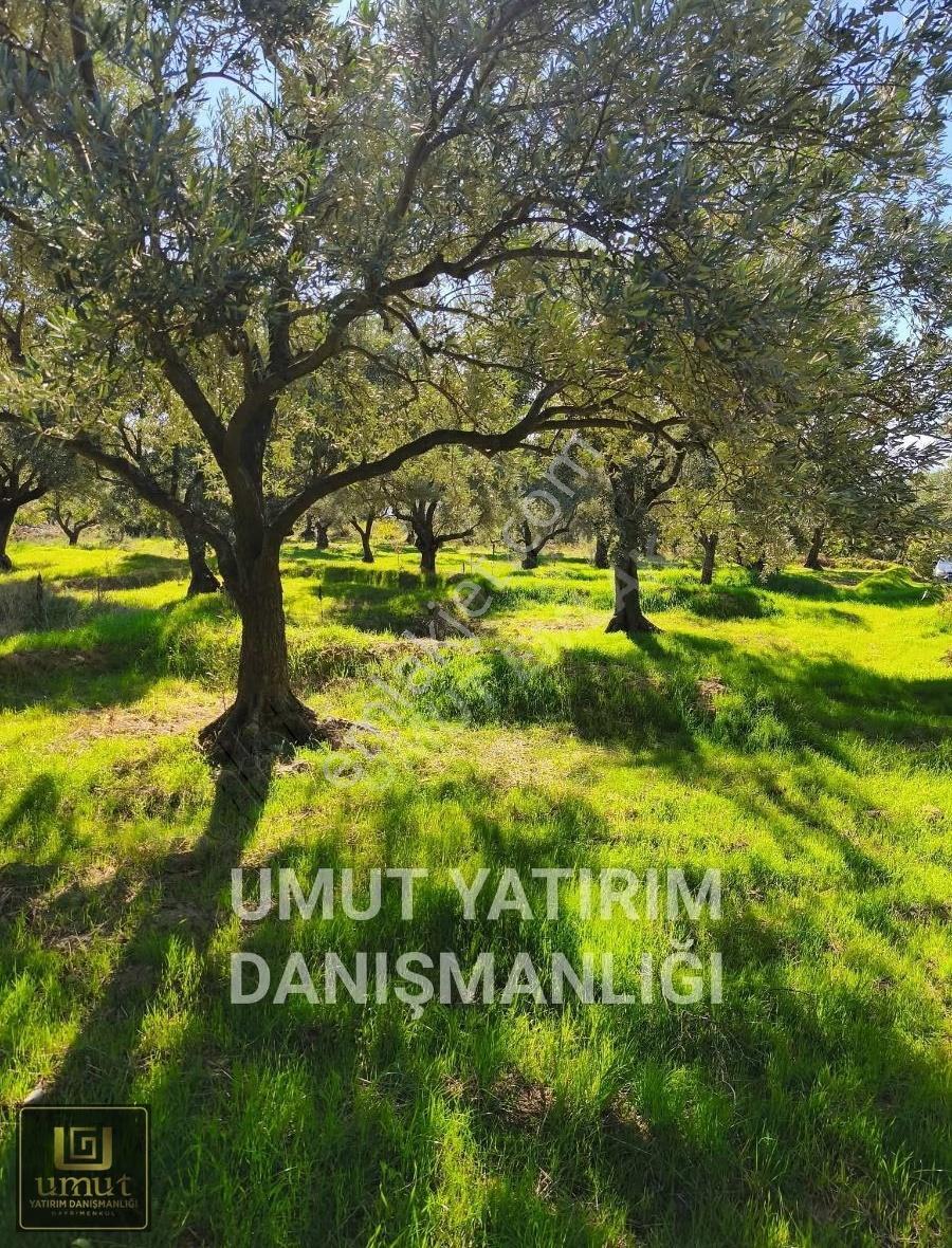 Umut Emlak'tan Köy İçi İmarlı Zeytinlik Satılık İçine Ev Yapılır