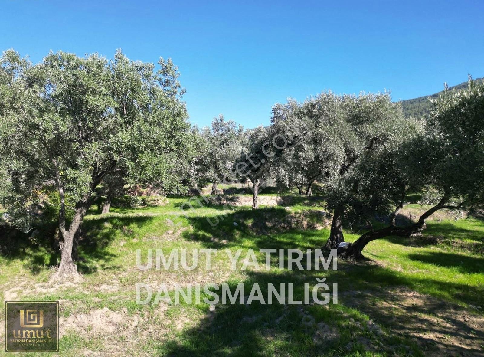 Umut Emlak'tan Köy İçi İmarlı Zeytinlik Satılık İçine Ev Yapılır - Görsel 13