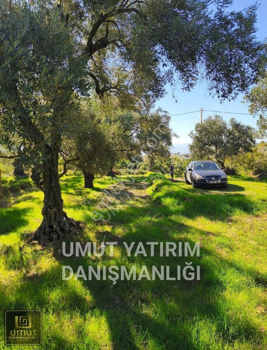 Umut Emlak'tan Köy İçi İmarlı Zeytinlik Satılık İçine Ev Yapılır - Görsel 14