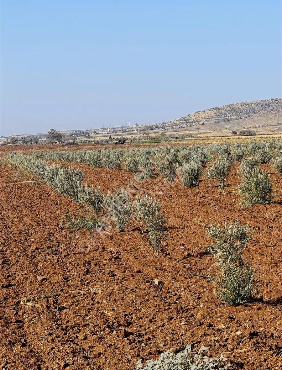 Satılık Tarla: Zeytinlik, Sulama Sistemli Ve Yola Cepheli - Görsel 8