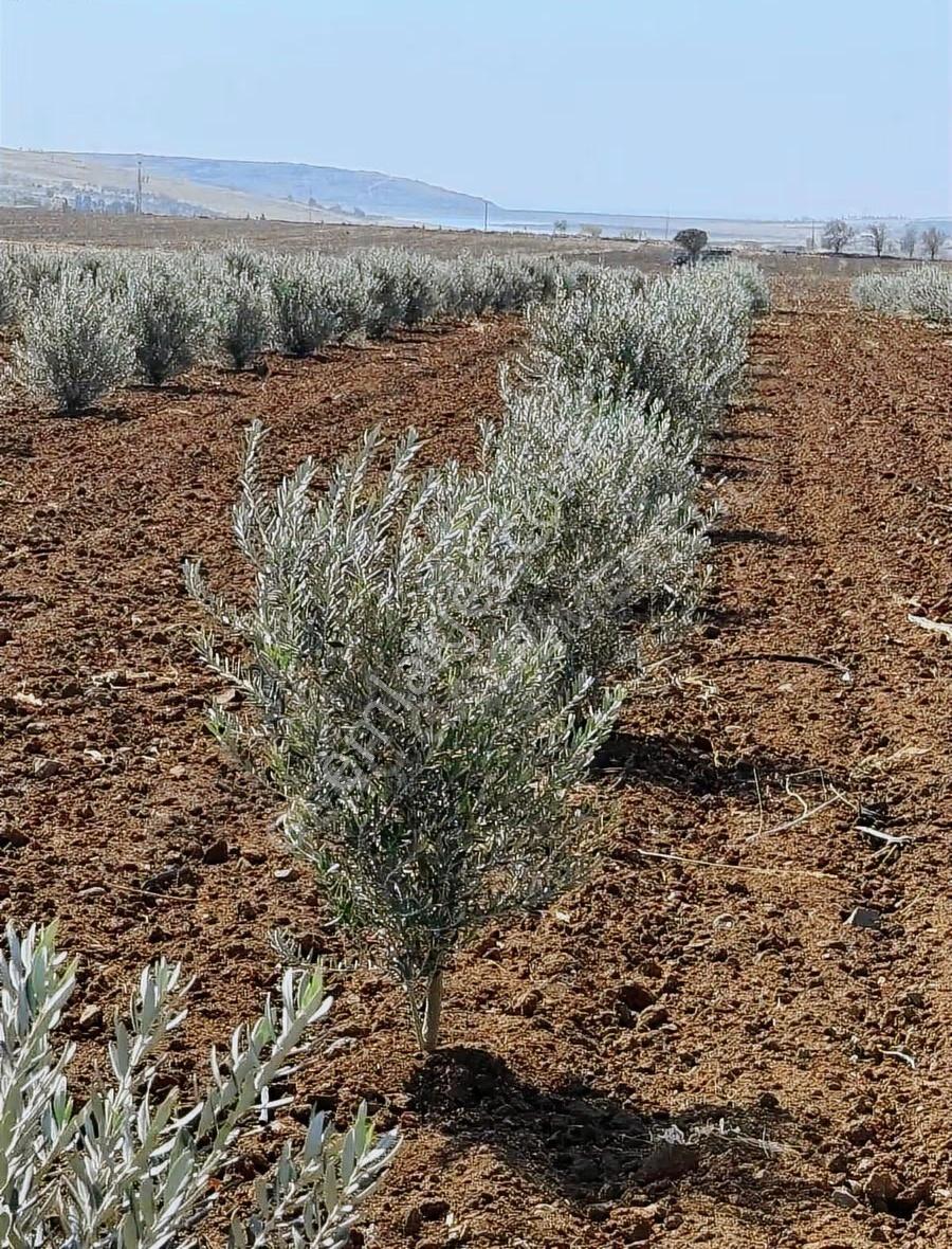 Satılık Tarla: Zeytinlik, Sulama Sistemli Ve Yola Cepheli - Görsel 5
