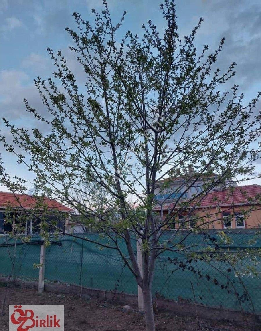 Çubuk Barbaros Mah. Satılık İmarlı Tek Tapu Arsa - Görsel 14