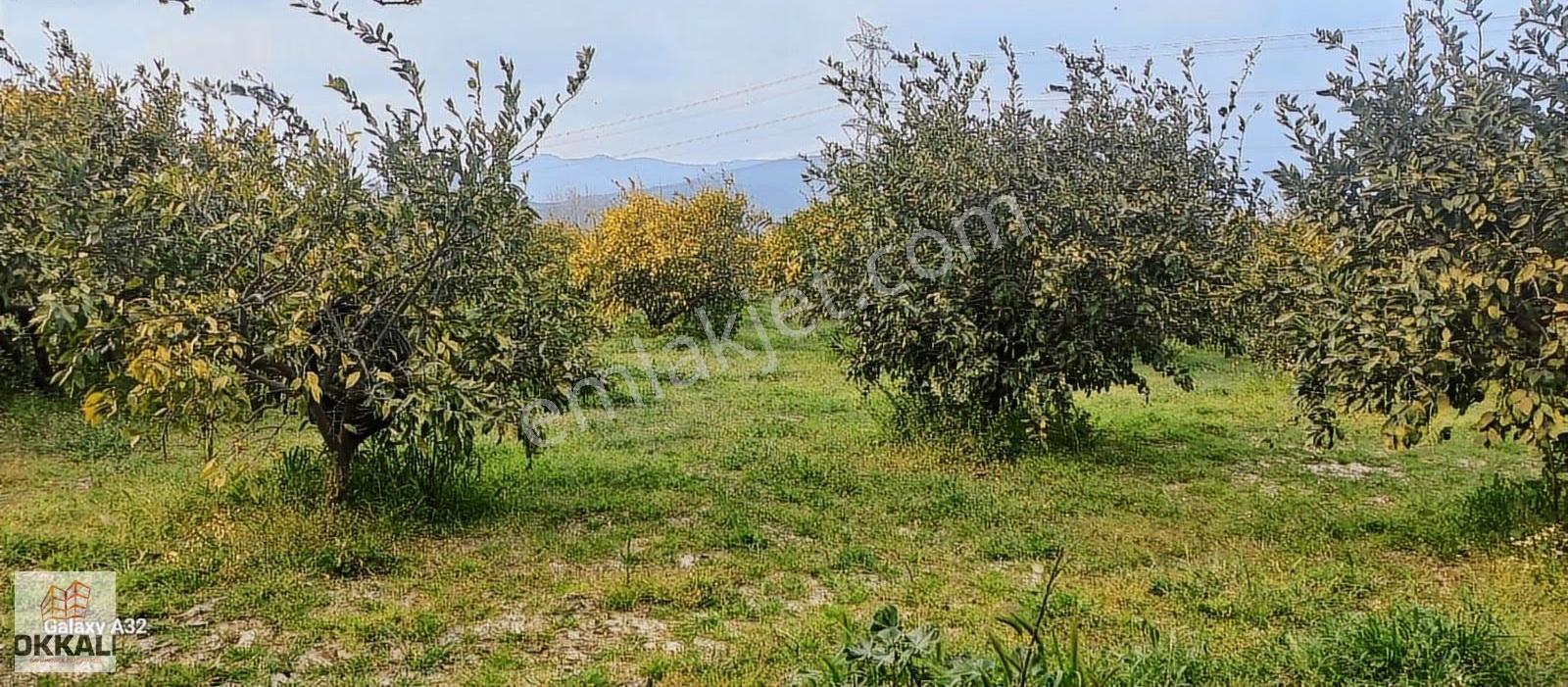 Okkalı Emlak Tan Menemen Yayla Mah. Satılık Mandalina Bahçesi - Görsel 25