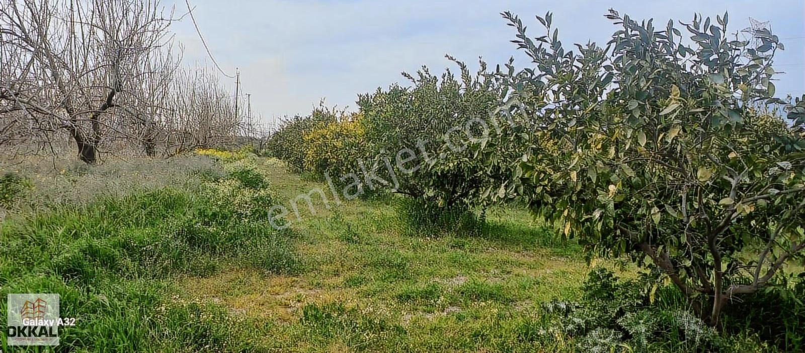 Okkalı Emlak Tan Menemen Yayla Mah. Satılık Mandalina Bahçesi - Görsel 18