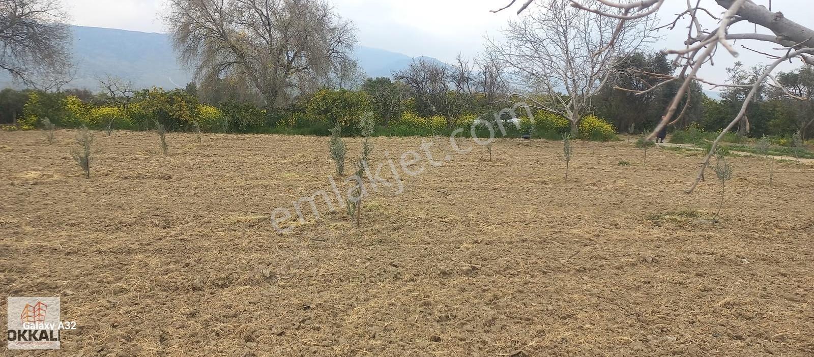 Okkalı Emlak Tan Menemen Yayla Mah. Satılık Tarla