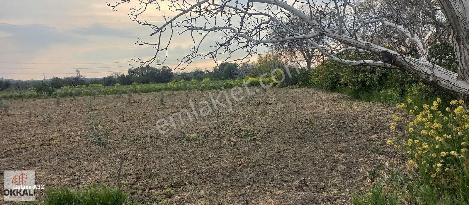 Okkalı Emlak Tan Menemen Yayla Mah. Satılık Tarla - Görsel 8