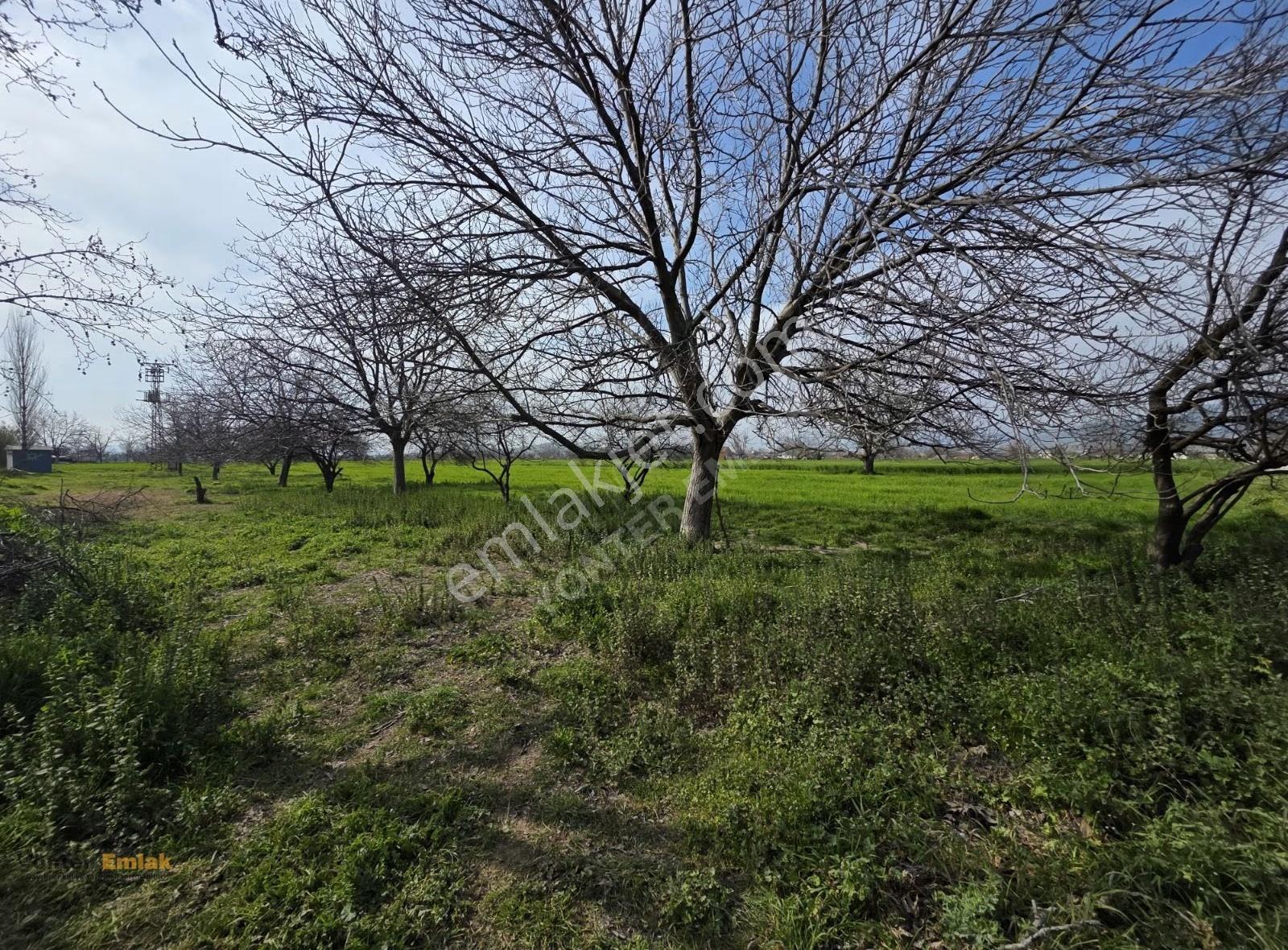 Yönter Emlaktan Çiniyerinde Satılık 1.480 M² Asfalta Sıfır - Görsel 6