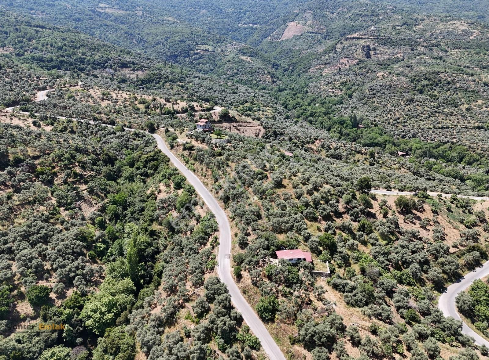 Yönter Emlak'tan Cambazlı'da Satılık Zeytin Bahçesi (3.247 M²) - Görsel 8