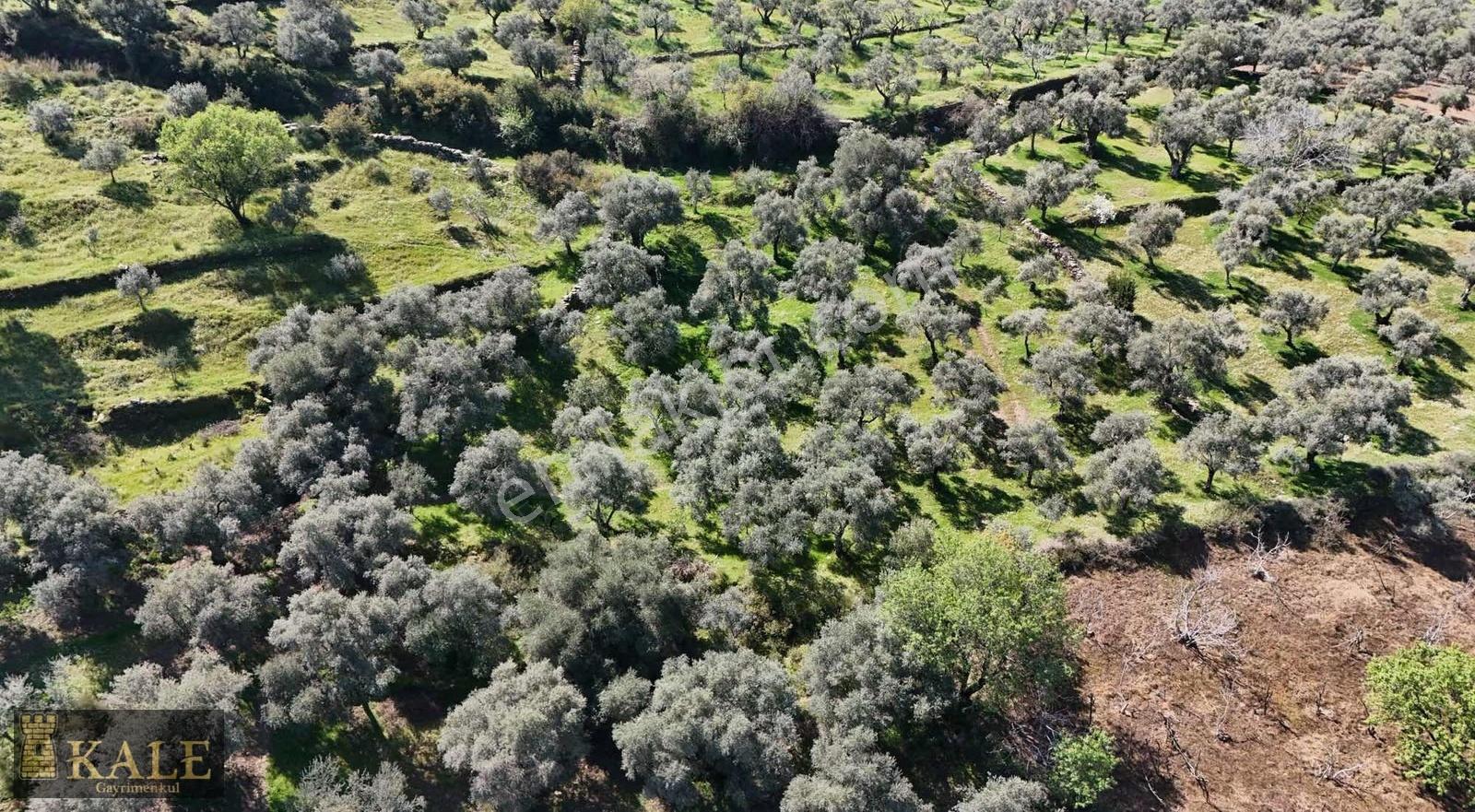 Kale'den Şehir Merkezine Yakın Satılık Zeytinlik - Görsel 4