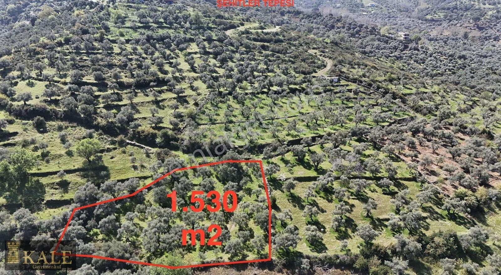 Kale'den Şehir Merkezine Yakın Satılık Zeytinlik