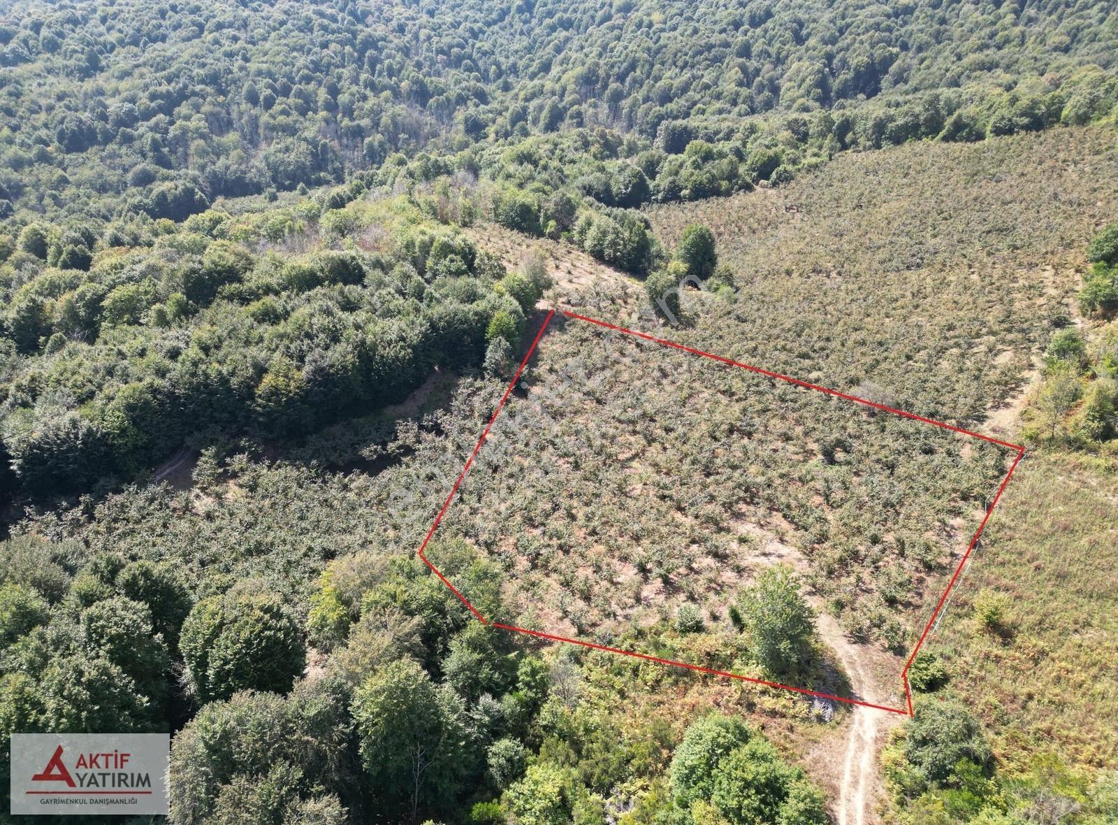 Pınarlı'da Doğa İçinde 4810 M2 Yetişkin Bakımlı Fındık Bahçesi