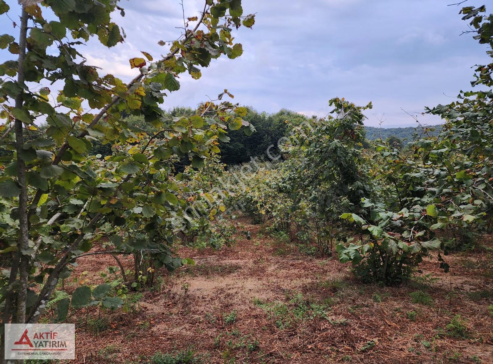 Pınarlı'da Doğa İçinde 4810 M2 Yetişkin Bakımlı Fındık Bahçesi - Görsel 9