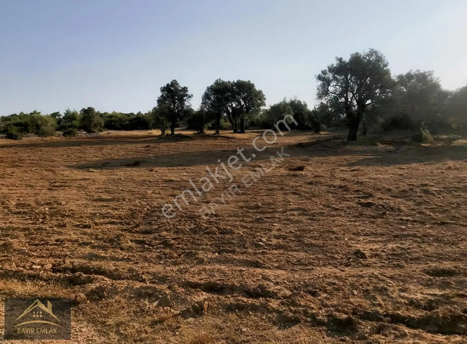 Muğla Menteşe Bayır'da Satılık Tarla-zeytinlik-çiftlik Yeri - Görsel 5