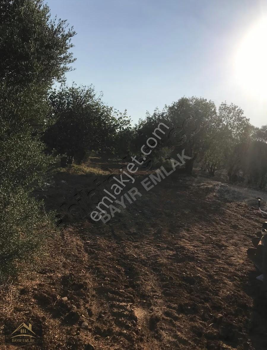 Muğla Menteşe Bayır'da Satılık Tarla-zeytinlik-çiftlik Yeri - Görsel 10