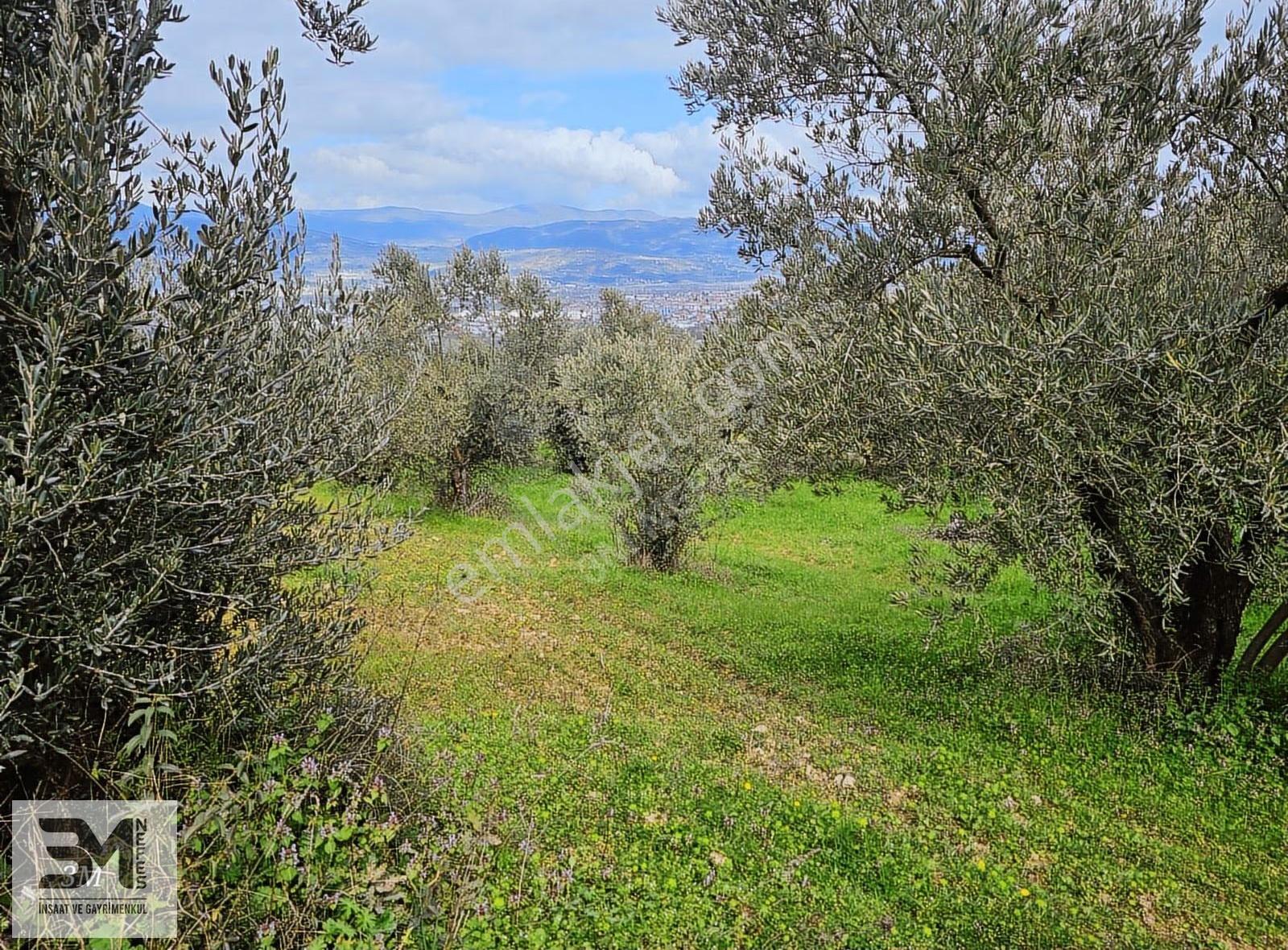 Sakarya Geyve Sarigazi 2500 M² Fırsat Arazi - Görsel 35