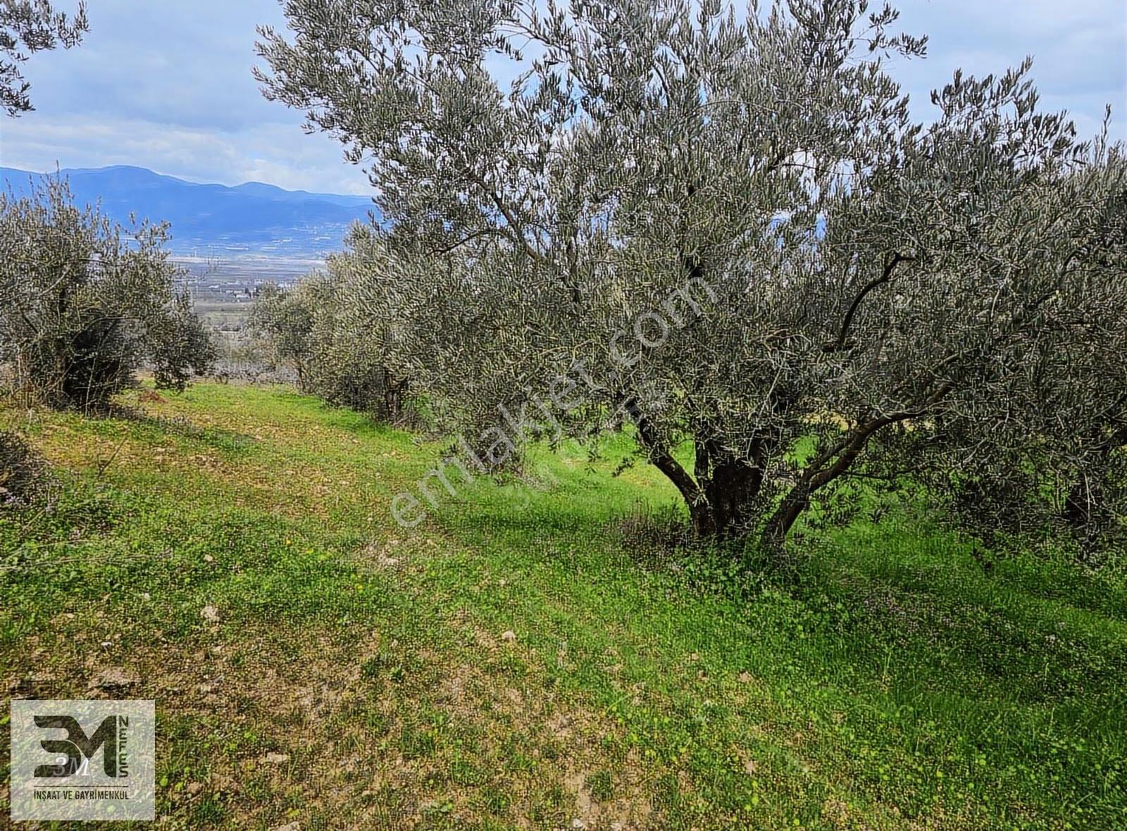 Sakarya Geyve Sarigazi 2500 M² Fırsat Arazi - Görsel 33