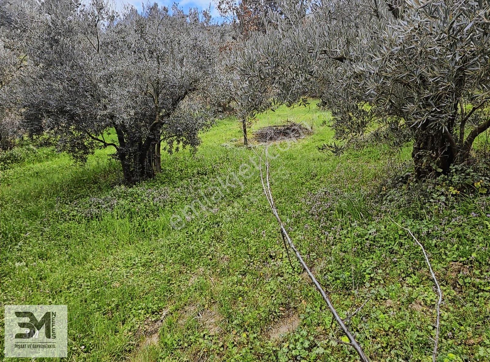 Sakarya Geyve Sarigazi 2500 M² Fırsat Arazi - Görsel 29
