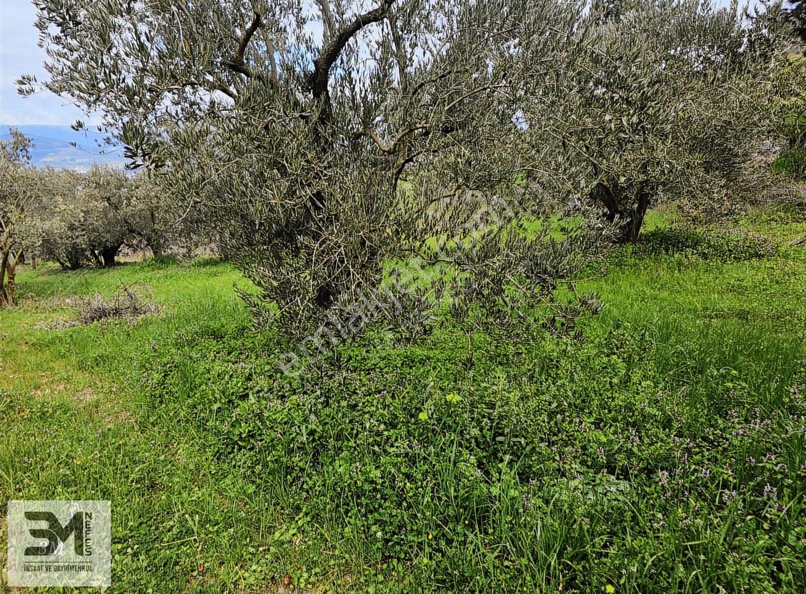Sakarya Geyve Sarigazi 2500 M² Fırsat Arazi - Görsel 14