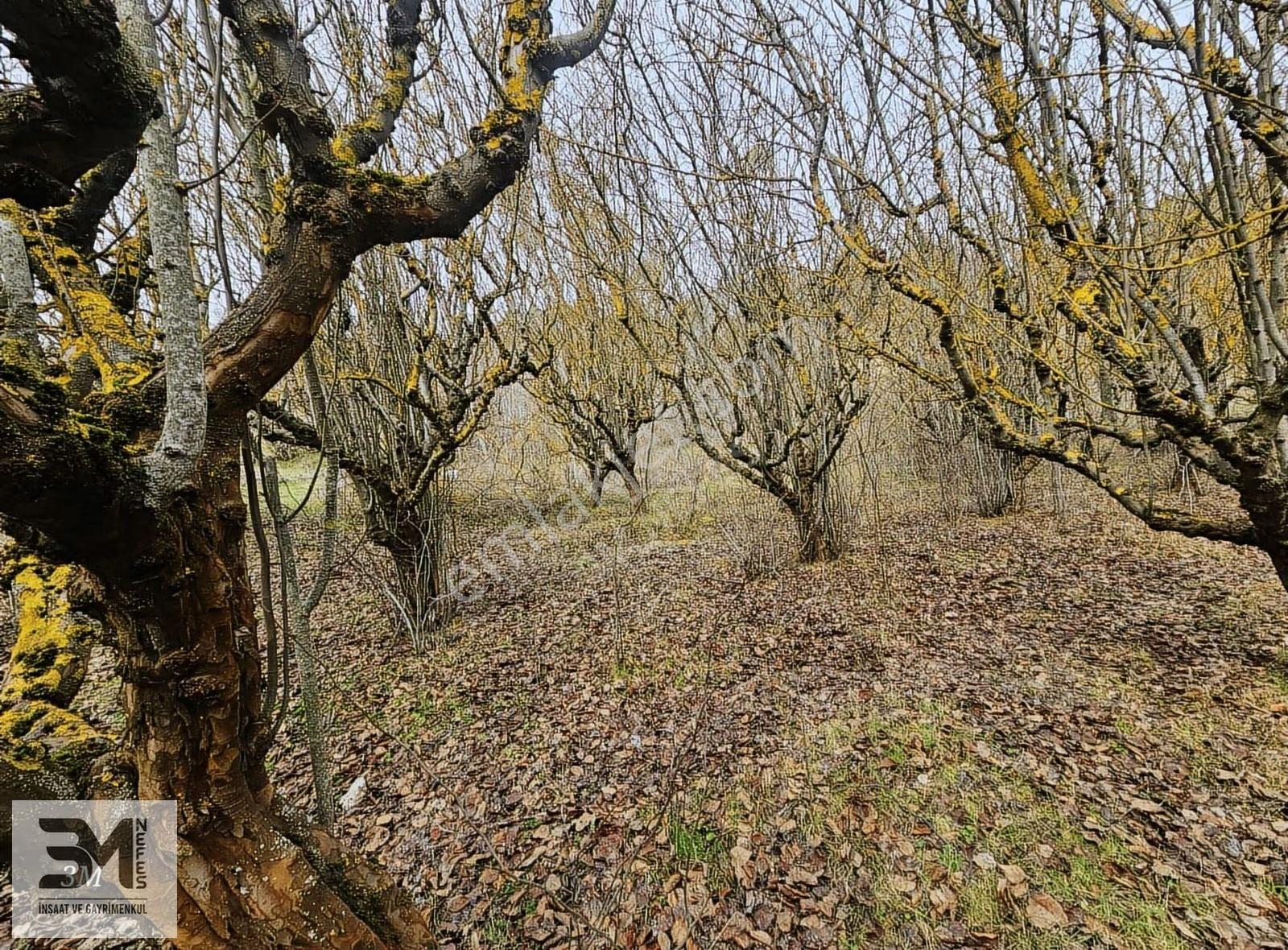 Sakarya Geyve Yaylak 830 M2 Asfalt Kenarı Uygun Fırsat Arsa - Görsel 31