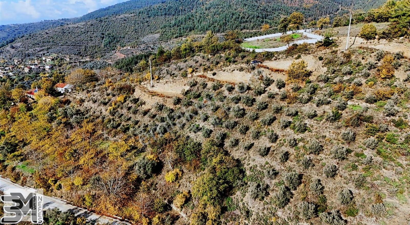 Sakarya Geyve Saraçlı 1115 M2 Müstakil %40 İmarlı Arsa - Görsel 6
