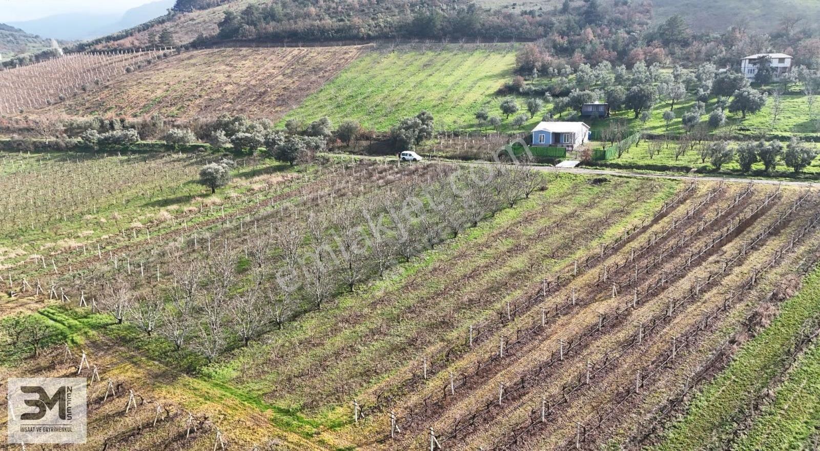 Sakarya Geyve Umurbey 1263m2 Üzüm Bağ Resmi Yol Su Nadir Fırsat - Görsel 14