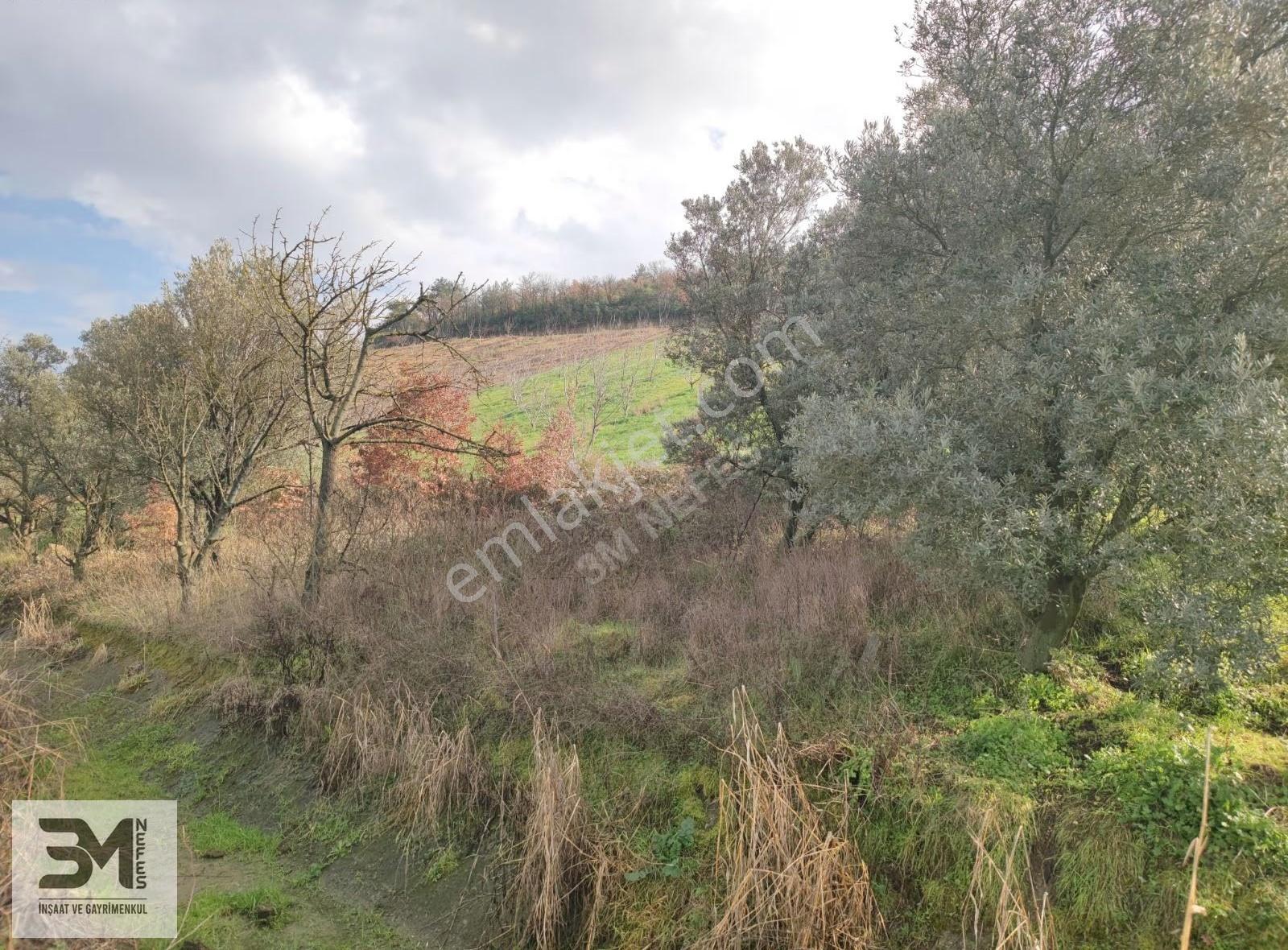 Sakarya Geyve Umurbey 1263m2 Üzüm Bağ Resmi Yol Su Nadir Fırsat - Görsel 9