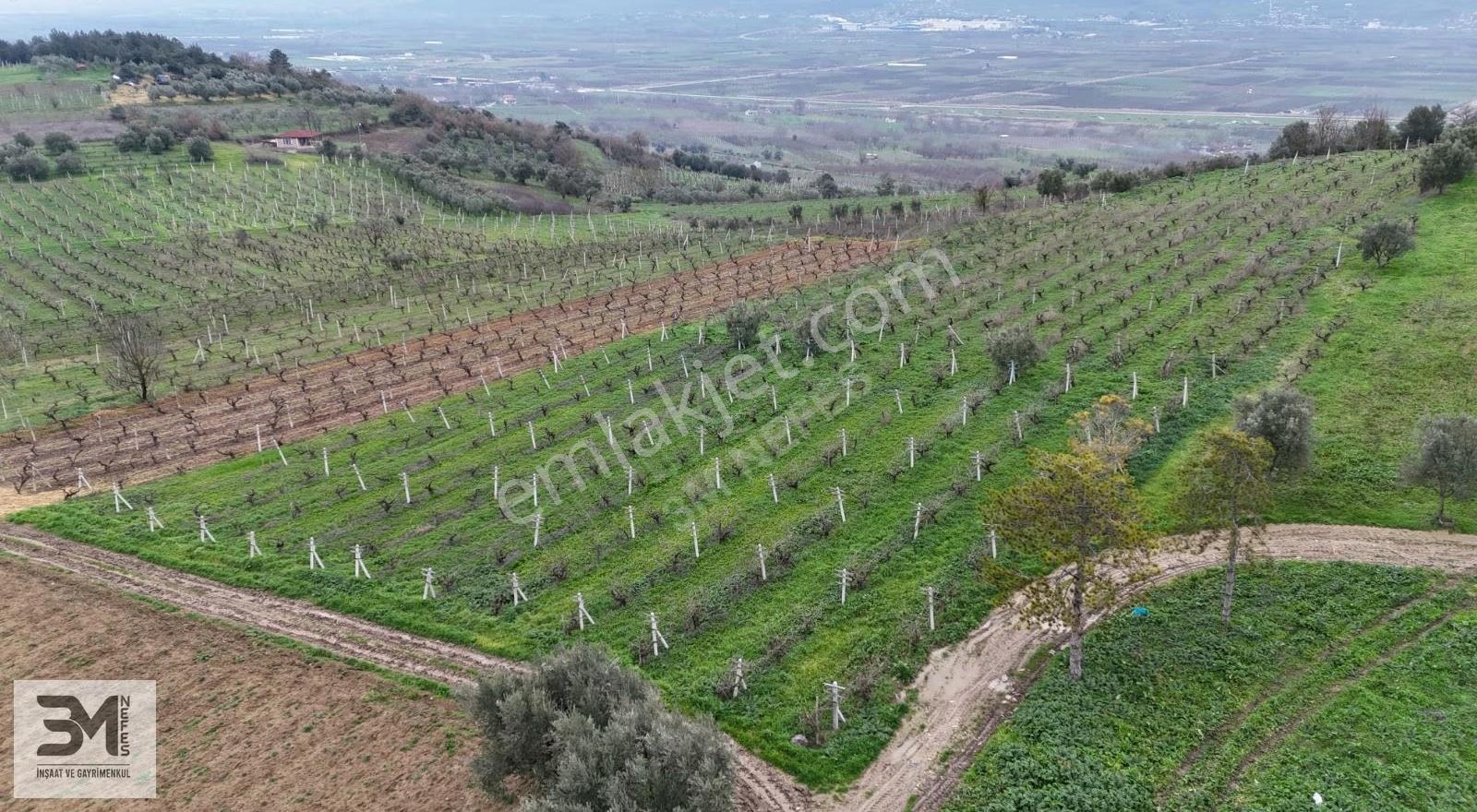 Sakarya Geyve Umurbey 1130m2 Resmi Yol Manzara Bakımlı Üzüm Bağı - Görsel 3