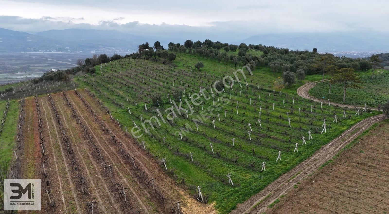 Sakarya Geyve Umurbey 1130m2 Resmi Yol Manzara Bakımlı Üzüm Bağı - Görsel 8