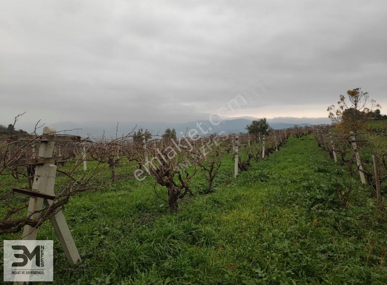 Sakarya Geyve Umurbey 1130m2 Resmi Yol Manzara Bakımlı Üzüm Bağı - Görsel 2