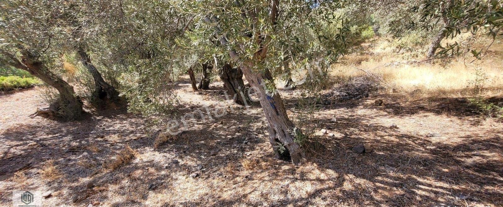 Kozlu Köyünde Sahile 250mt 586m2 Hissesi Olan Satılık Zeytinlik - Görsel 9