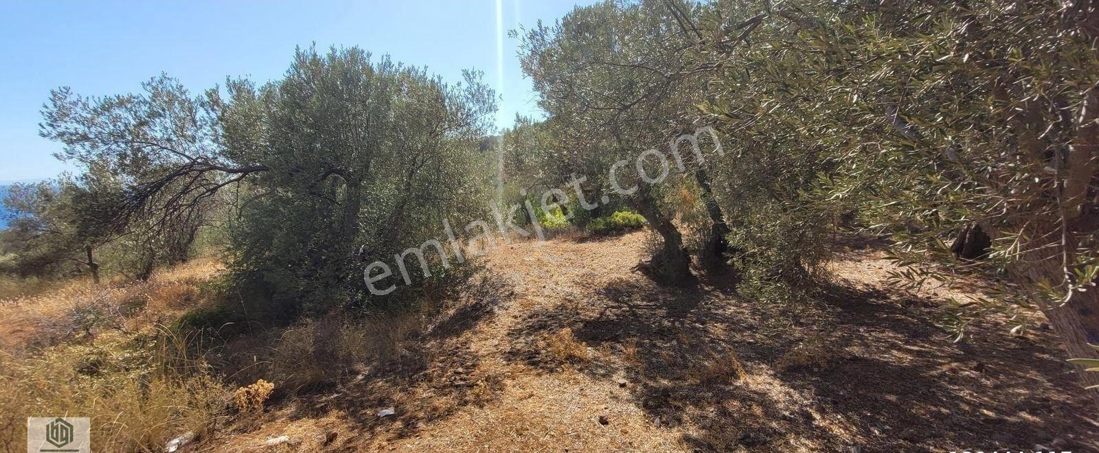 Kozlu Köyünde Sahile 250mt 586m2 Hissesi Olan Satılık Zeytinlik - Görsel 8
