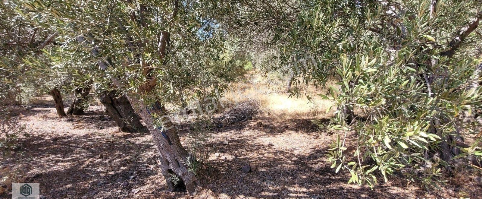 Kozlu Köyünde Sahile 250mt 586m2 Hissesi Olan Satılık Zeytinlik - Görsel 13