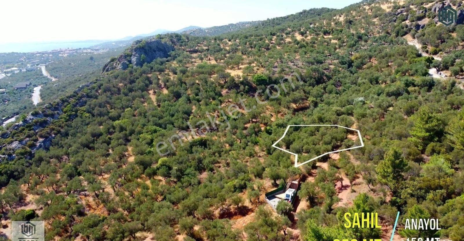 Kozlu Köyünde Sahile 250mt 586m2 Hissesi Olan Satılık Zeytinlik - Görsel 16