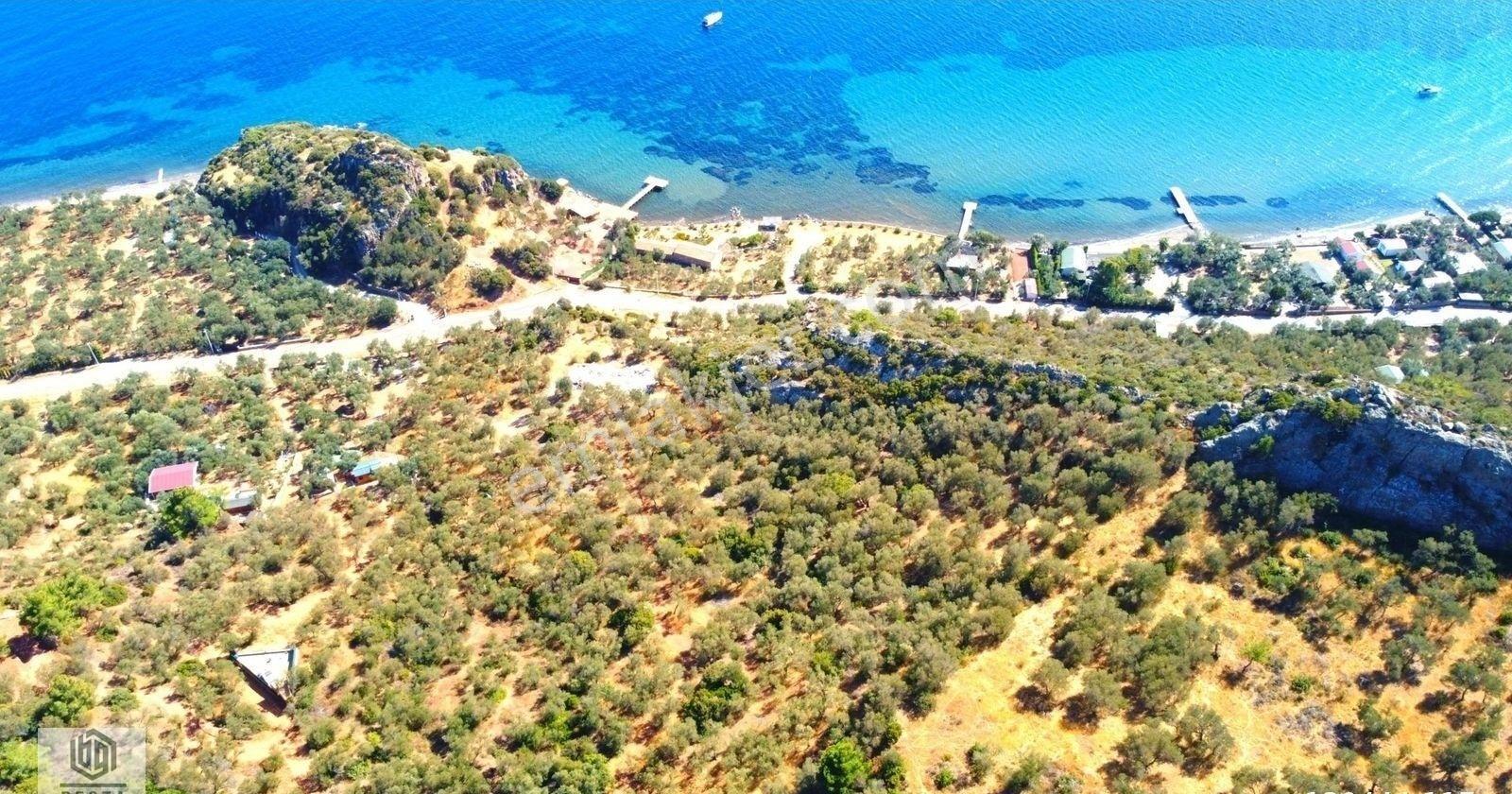 Kozlu Köyünde Sahile 250mt 586m2 Hissesi Olan Satılık Zeytinlik - Görsel 6