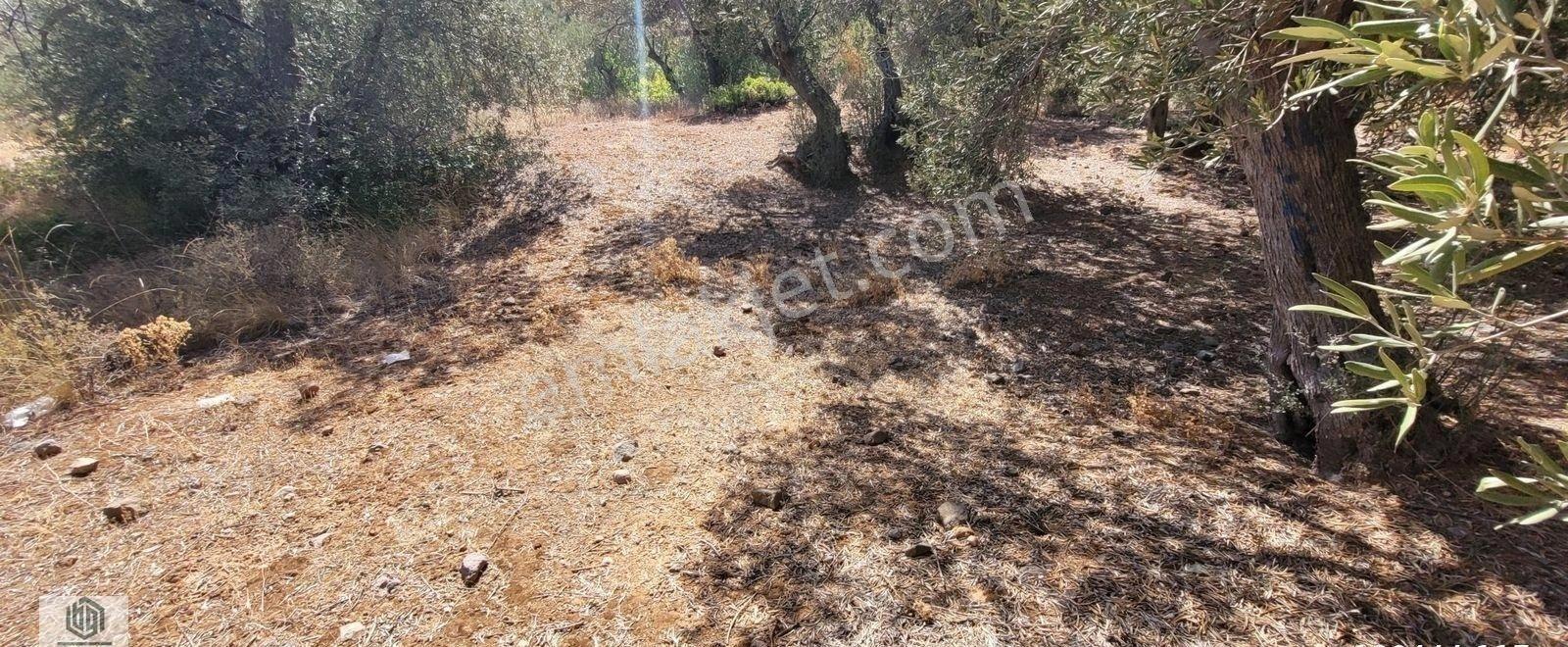 Kozlu Köyünde Sahile 250mt 586m2 Hissesi Olan Satılık Zeytinlik - Görsel 12
