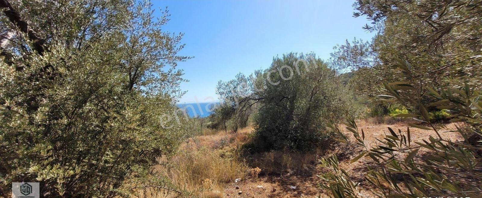 Kozlu Köyünde Sahile 250mt 586m2 Hissesi Olan Satılık Zeytinlik - Görsel 2