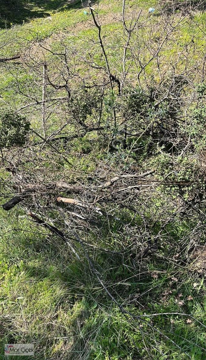 Mor Çiçek Emlak İzmir Tire Kaplan Satılık Zeytinlik - Görsel 9