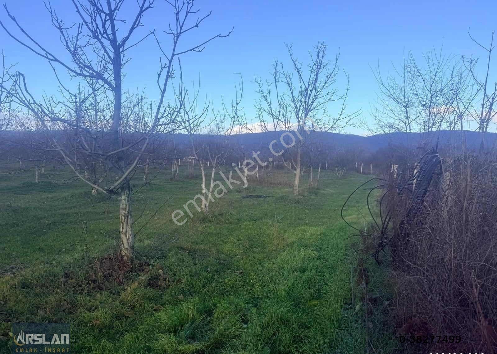 Bursa İnegöl Küçük Yenice De Satılık 5.233m2 Ceviz Bahçesi - Görsel 6