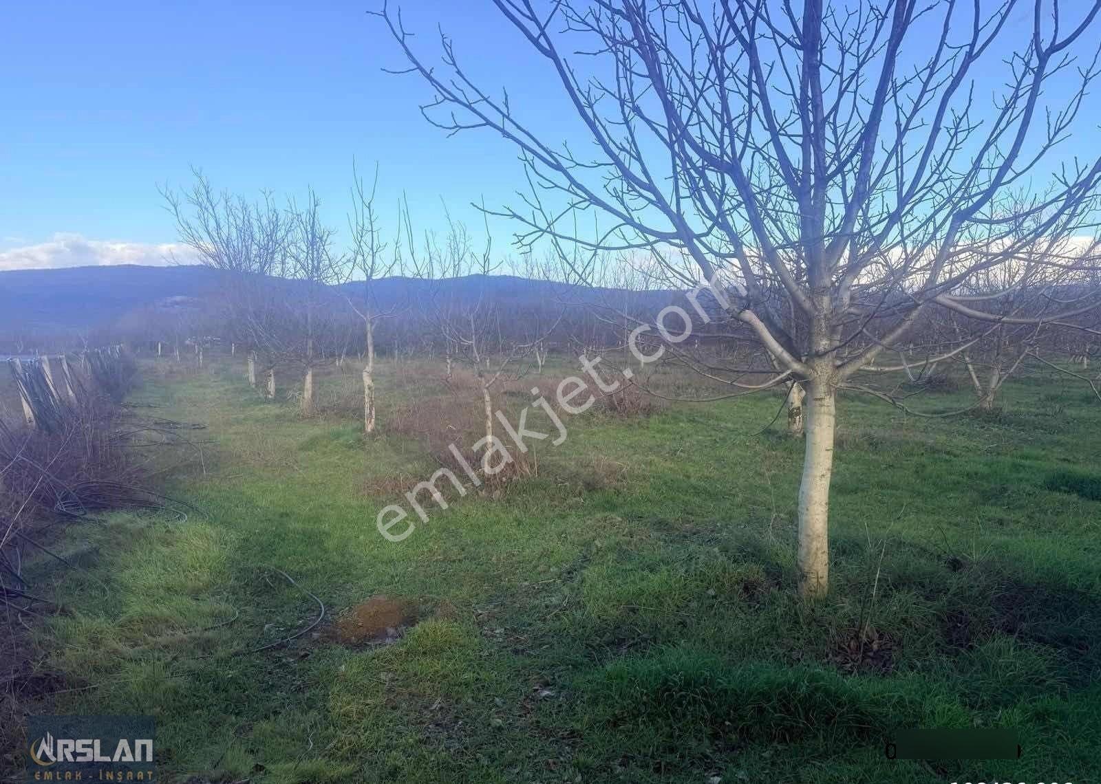 Bursa İnegöl Küçük Yenice De Satılık 5.233m2 Ceviz Bahçesi - Görsel 10