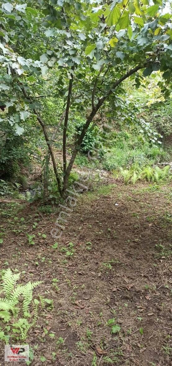 Giresun Görelede Satılık Fındık Bahçesi - Görsel 3
