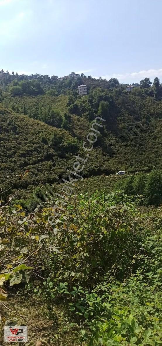 Giresun Görelede Satılık Fındık Bahçesi - Görsel 9