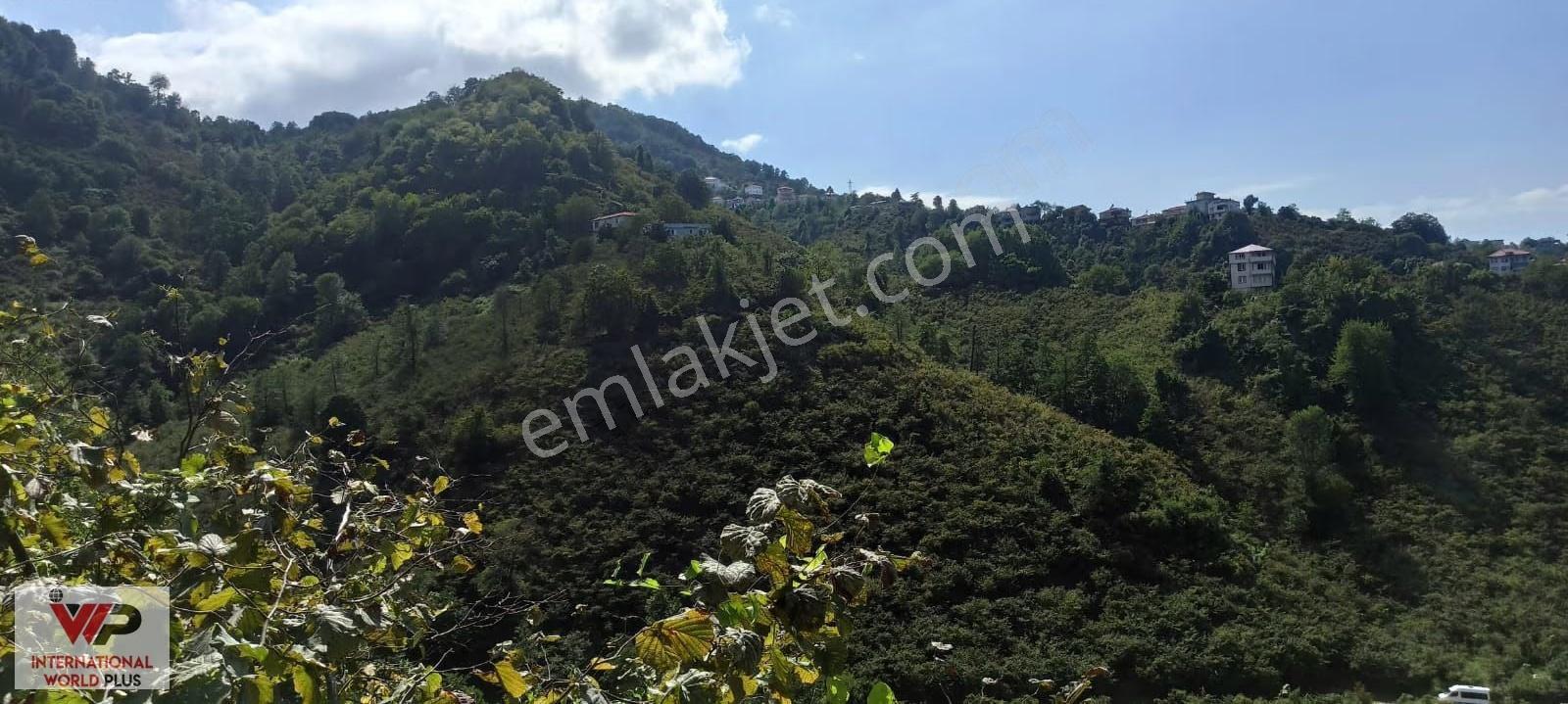 Giresun Görelede Satılık Fındık Bahçesi - Görsel 12