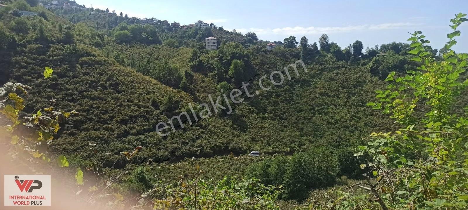 Giresun Görelede Satılık Fındık Bahçesi - Görsel 8