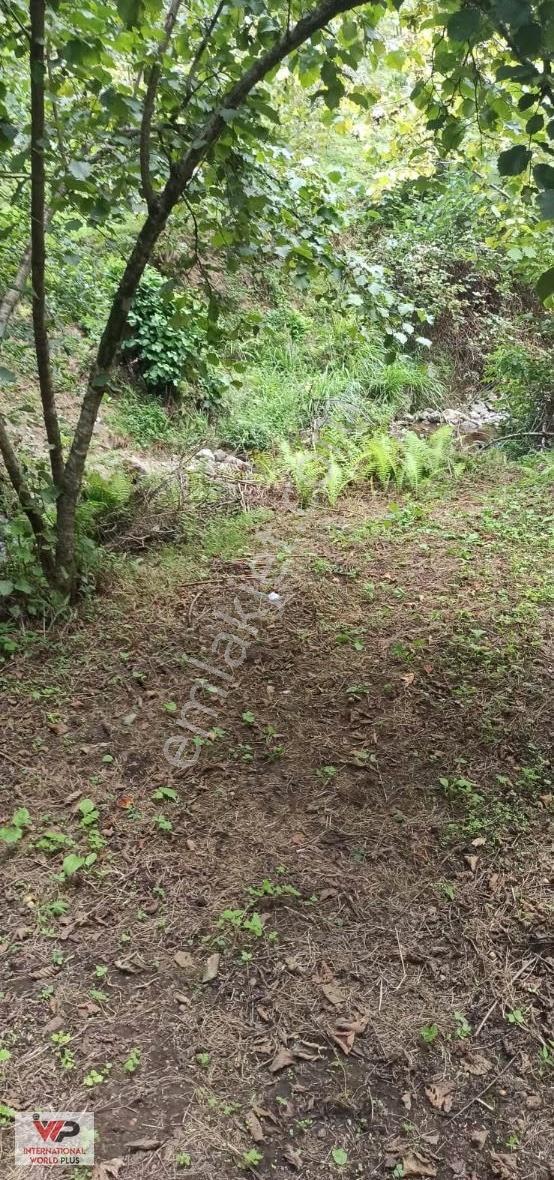 Giresun Görelede Satılık Fındık Bahçesi - Görsel 5