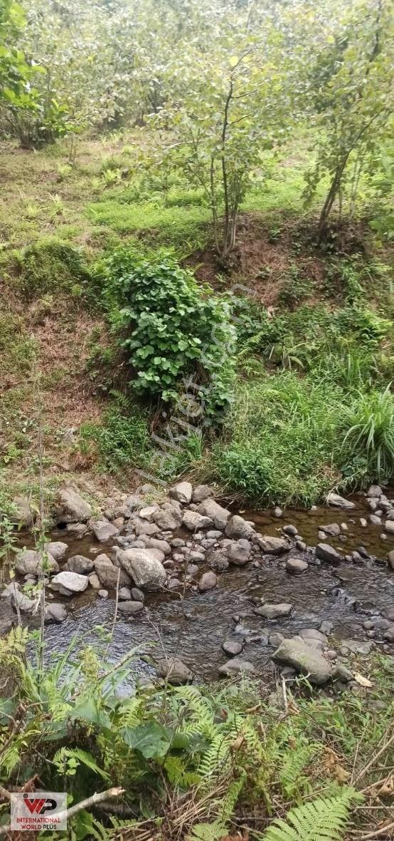 Giresun Görelede Satılık Fındık Bahçesi - Görsel 7