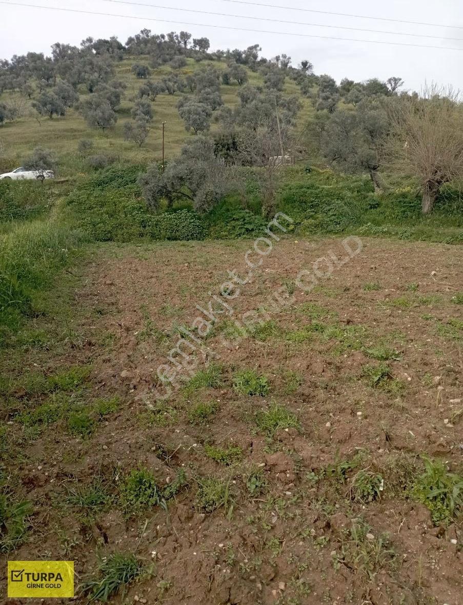 Tire Kocaaliler Köyünde Tek Hisse Satılık Tarla