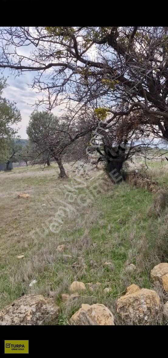 Aliağa Samurluda Denize Yakın Satılık 506 M2 Tarla - Görsel 2