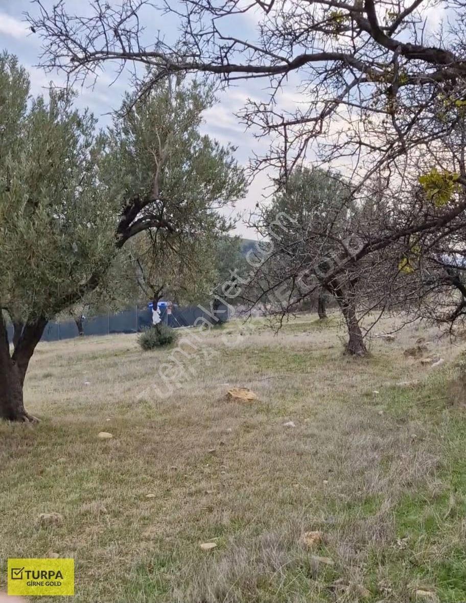 Aliağa Samurluda Denize Yakın Satılık 506 M2 Tarla - Görsel 4