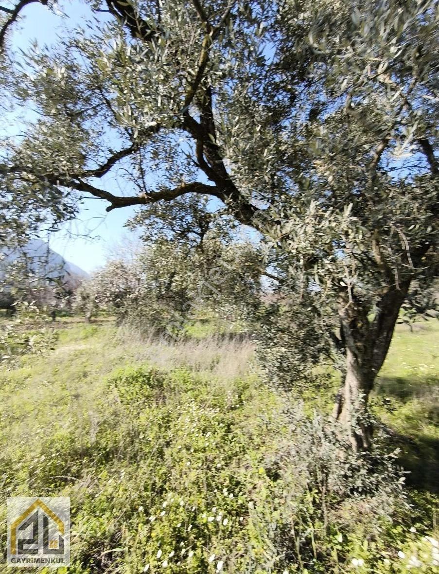 Zu Gayrimenkulden Çobanisa Yolu Üzerinde Harika Konumlu Zeytinli - Görsel 13