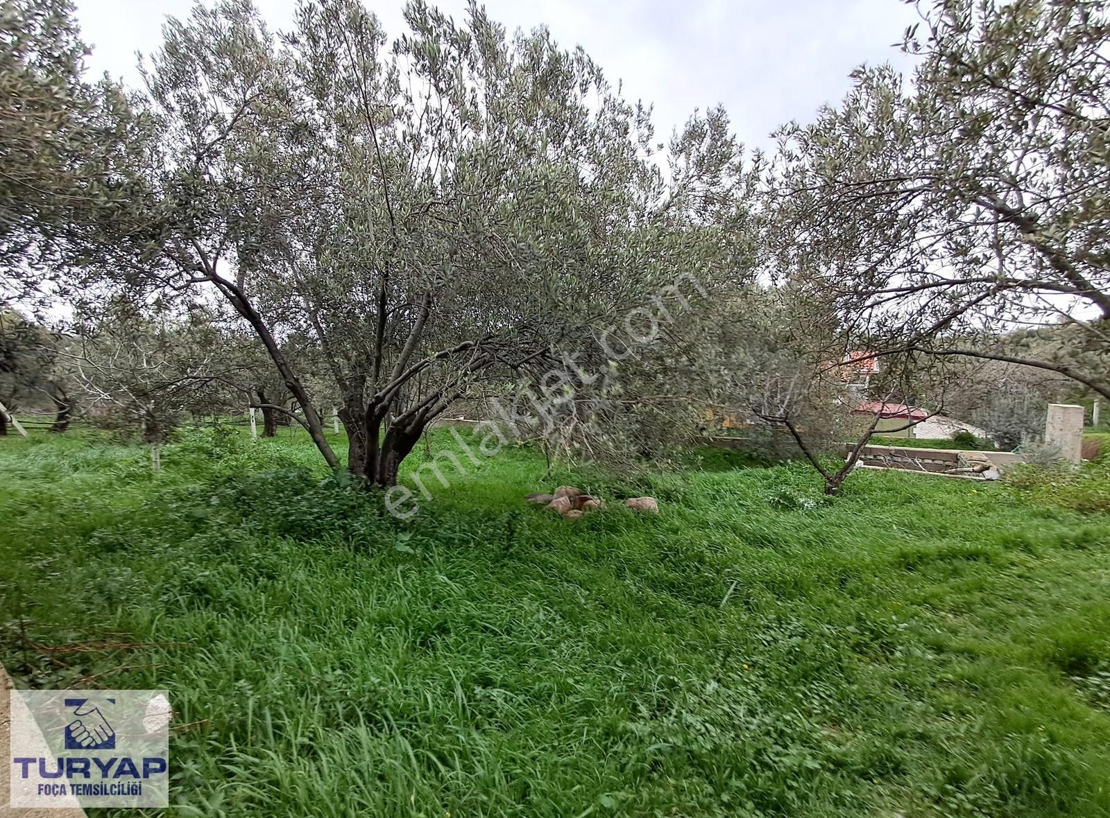 Foça'da İçinde 3+1 Müstakil Ev + Komple Bina Olan Zeytinli Tarla - Görsel 17